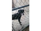 Adopt Choco a Black - with White Labrador Retriever / Mixed dog in Grand Rapids