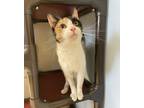 Adopt Selma a Domestic Shorthair / Mixed cat in Oakland, NJ (38886708)