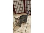 Adopt Coco a Tan or Fawn Tabby Tabby (short coat) cat in Imperial, PA (38901725)