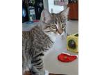 Adopt Hulk a Tiger Striped Domestic Shorthair (short coat) cat in Webster City