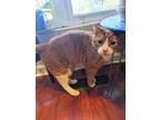 Adopt Clementine a Orange or Red Tabby American Shorthair / Mixed (short coat)
