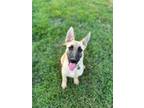 Adopt Bliss a Tan/Yellow/Fawn - with Black Belgian Malinois / Mixed dog in West