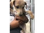 Adopt Frank a Mixed Breed (Medium) / Mixed dog in Jonesboro, AR (38888807)