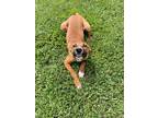 Adopt Rigby a Red/Golden/Orange/Chestnut Jack Russell Terrier / Shepherd