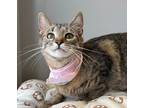 Adopt Swifty a Domestic Shorthair / Mixed (short coat) cat in Jonesboro