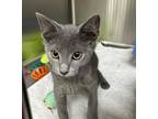 Adopt Landy a Domestic Shorthair / Mixed (short coat) cat in Jonesboro