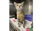 Adopt Josette a Domestic Shorthair / Mixed (short coat) cat in Jonesboro