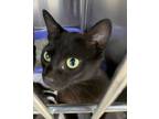 Adopt Rizzo a Domestic Shorthair / Mixed (short coat) cat in Jonesboro