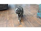 Adopt Snugglez a Tortoiseshell American Shorthair / Mixed (short coat) cat in