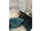Adopt Kayla a Gray or Blue Domestic Shorthair / Mixed (short coat) cat in