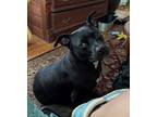 Adopt Leila a Black Staffordshire Bull Terrier / Mixed dog in Maggie Valley