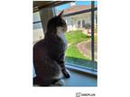 Adopt Jasper a Calico or Dilute Calico Domestic Shorthair / Mixed (short coat)
