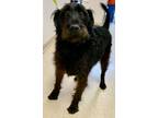 Adopt Dodger a Black Terrier (Unknown Type, Medium) / Mixed dog in Loudon