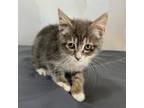 Adopt Oasis a Gray or Blue Domestic Mediumhair / Mixed cat in Livingston