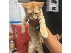 Adopt Uzi a Orange or Red Domestic Shorthair / Mixed cat in Garden