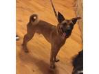 Adopt Kai a Tan/Yellow/Fawn Basenji / German Shepherd Dog / Mixed dog in