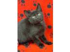Adopt Rosa a Black (Mostly) Bombay (short coat) cat in South Salem