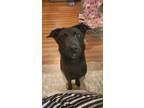 Adopt Ranger a Black - with White German Shepherd Dog / Labrador Retriever /