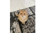 Adopt Schnookums a Orange or Red Domestic Shorthair / Mixed (short coat) cat in