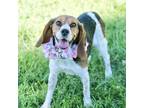 Adopt Blossom a Tricolor (Tan/Brown & Black & White) Beagle / Mixed dog in Las
