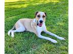 Adopt Bella a White - with Tan, Yellow or Fawn Labrador Retriever / Mixed dog in