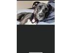 Adopt Lemon a Black - with White American Pit Bull Terrier / Terrier (Unknown