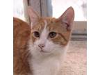 Adopt Fig a Domestic Shorthair / Mixed (short coat) cat in Fayetteville