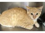 Adopt 16598-Jim Purry a Domestic Shorthair / Mixed cat in Covington