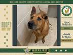 Adopt Frannie a Mixed Breed (Medium) / Mixed dog in Melbourne, FL (38876358)