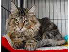 Adopt Anastasia a Brown Tabby Domestic Mediumhair / Mixed (medium coat) cat in