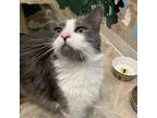 Adopt Max a White Domestic Mediumhair / Mixed cat in San Pablo, CA (38900105)