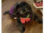 Adopt Dexter a Black Maltipoo / Mixed dog in Union Grove, WI (38880171)