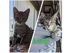 Adopt Luigi a Domestic Shorthair / Mixed (short coat) cat in Brigham City -