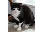 Adopt Leo a Domestic Mediumhair / Mixed (short coat) cat in Brigham City -