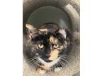 Adopt Cuddy a Calico or Dilute Calico Domestic Mediumhair / Mixed cat in