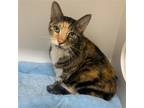 Adopt Teeny a Calico or Dilute Calico Domestic Shorthair / Mixed cat in