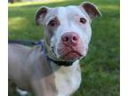 Adopt Kolbe a Mixed Breed (Large) / Mixed dog in Wilmington, DE (38899415)