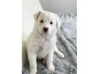 Adopt Spring Litter - Dragonfly a Australian Cattle Dog / Blue Heeler