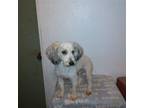Adopt Dazzle a White - with Gray or Silver Poodle (Miniature) / Mixed dog in