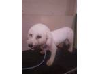 Adopt Baby a White Bichon Frise / Mixed dog in Waldron, AR (38899317)
