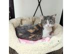 Adopt Candace a Domestic Shorthair / Mixed (short coat) cat in Sunrise Beach
