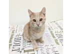 Adopt Ferb a Domestic Shorthair / Mixed (short coat) cat in Sunrise Beach