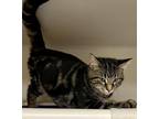 Adopt DC a Domestic Shorthair / Mixed (short coat) cat in Tiffin, OH (38864224)