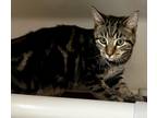 Adopt Keanu a Domestic Shorthair / Mixed (short coat) cat in Tiffin