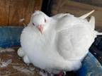 Adopt Lemon w/ Clever a White Pigeon bird in San Francisco, CA (38898943)