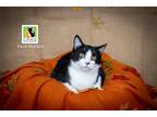 Adopt Pipsqueak a Black & White or Tuxedo Domestic Shorthair / Mixed cat in Salt
