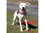 Adopt Marshmallow a White - with Red, Golden, Orange or Chestnut Pit Bull