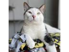 Adopt Goliath a White Domestic Shorthair / Mixed cat in Great Falls
