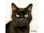 Adopt Gatsby a All Black Domestic Shorthair / Mixed cat in Hot Springs Village