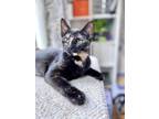 Adopt Ember (Must Go to Home with a Cat) a Tortoiseshell Domestic Shorthair cat